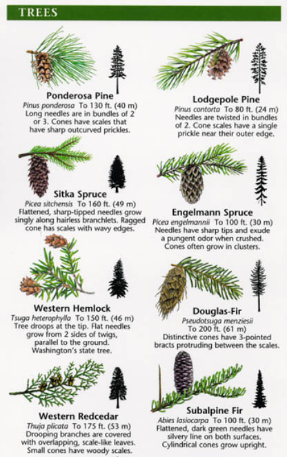 types of conifer trees