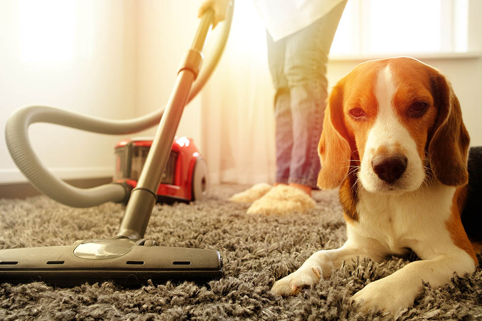6 Pet-Friendly Cleaning Tips Hero Image