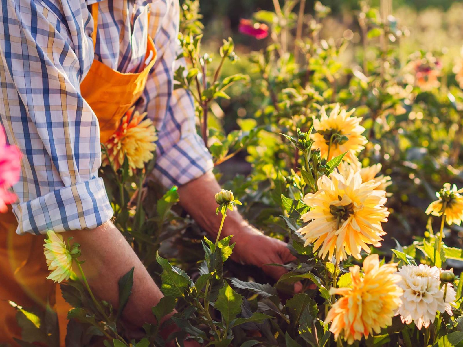 A man gardening and cultivating plants flowers dahlias