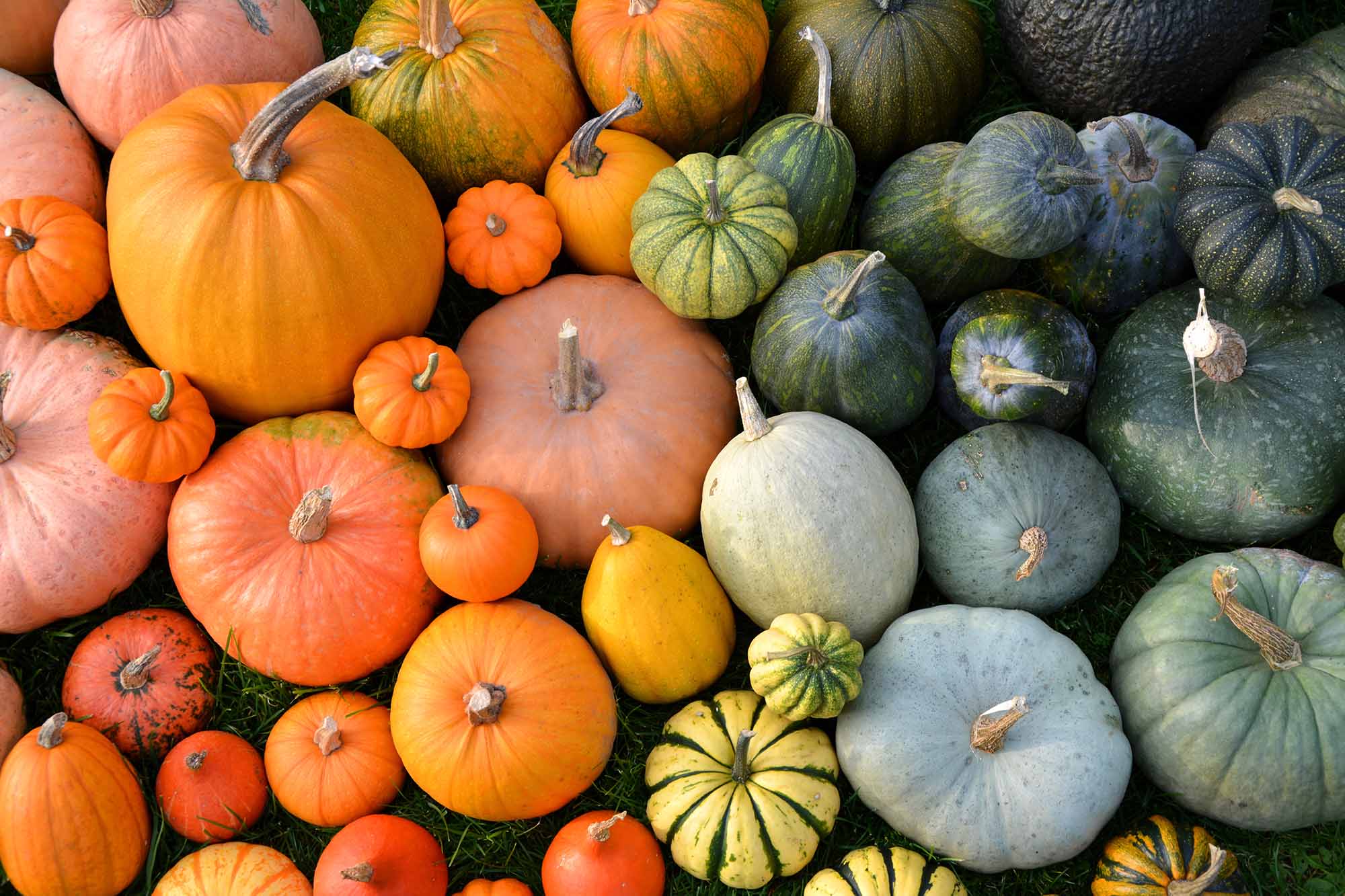 pumpkins and lots of them