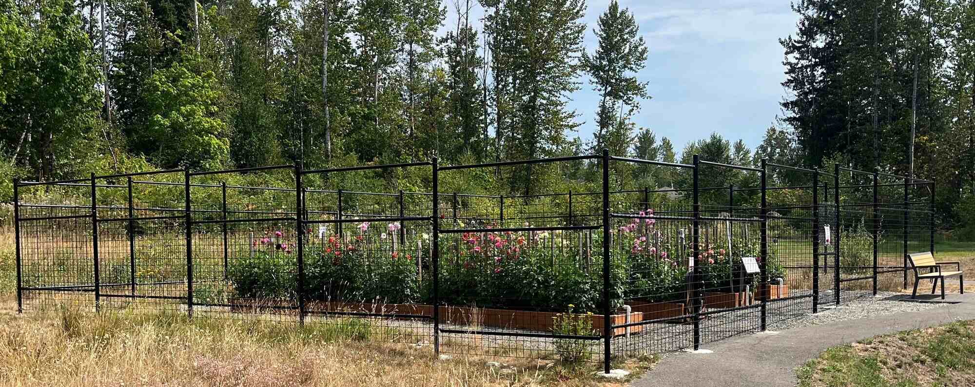TE Dahlia Garden Fence
